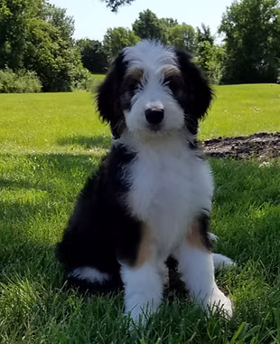 Josie girl