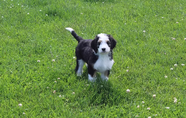 Bernedoodle puppy
