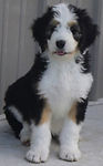 Sweet puppy in my yard