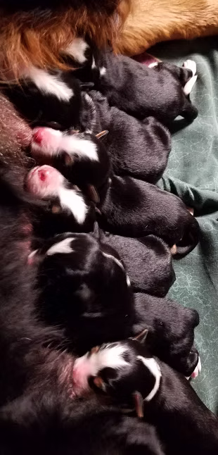Bernedoodle litter missouribernedoodles